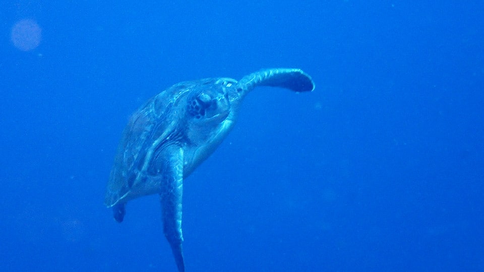 伊豆大島ツアー詳細のウミガメ