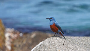 バードウォッチングツアーオプションの共通画像