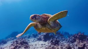 体験ダイビングオプションの共通画像