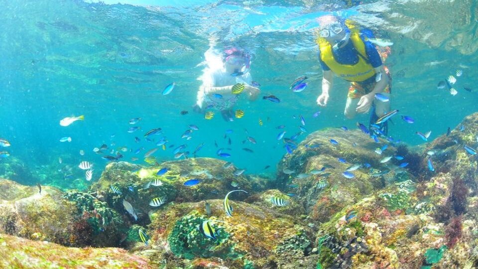 神津島のシュノーケリングスクールオプションの画像