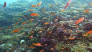 式根島のシュノーケリングスクールオプションの画像