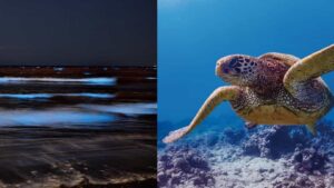 体験ダイビング＋夜光虫ナイトクルーズオプションの共通画像