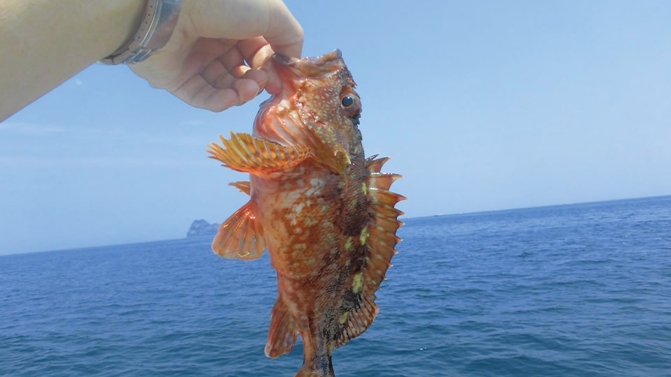伊豆大島ののんびり海釣り体験の画像