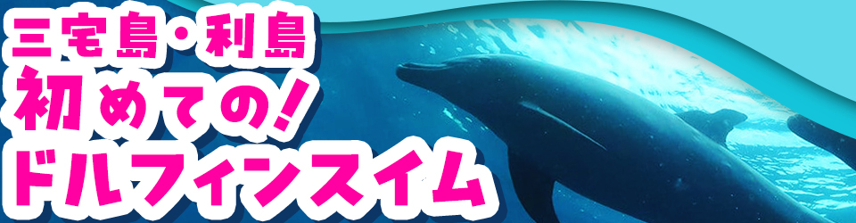 三宅島と利島のドルフィンスイムプラン