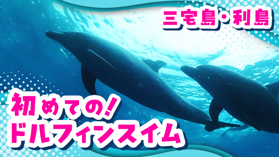 三宅島・利島！初めてのドルフィンスイムプラン！