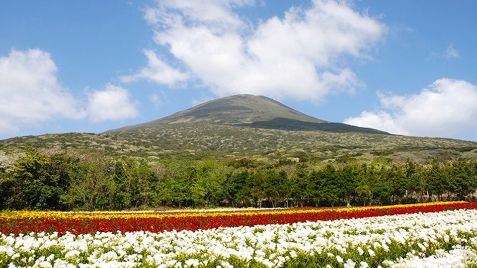 八丈島の山とフリージアの写真