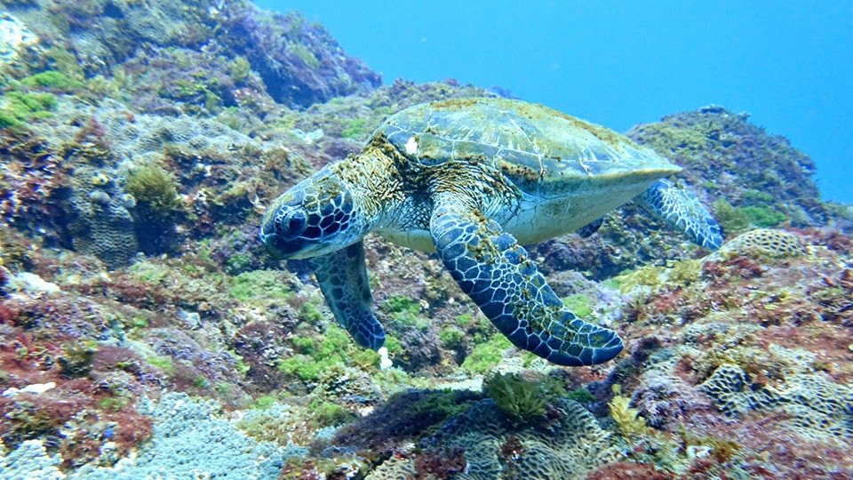 八丈島の海とウミガメ