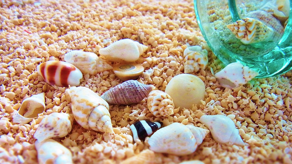 神津島・砂浜の貝殻