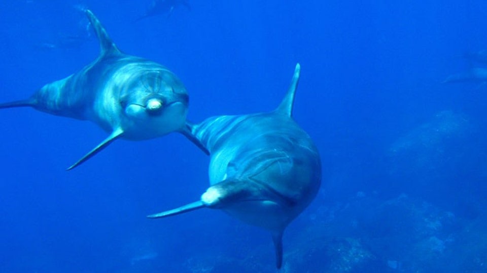 三宅島で泳ぐイルカの様子