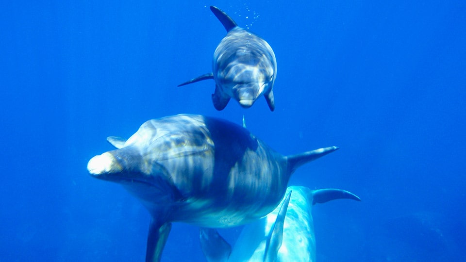 三宅島の海の中のイルカ