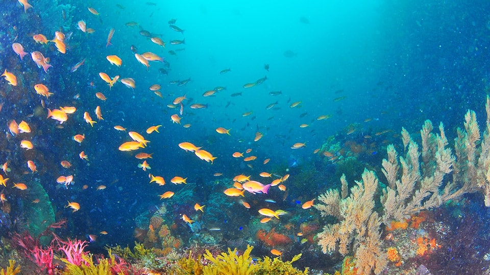 三宅島の海中で泳ぐ魚たちの様子