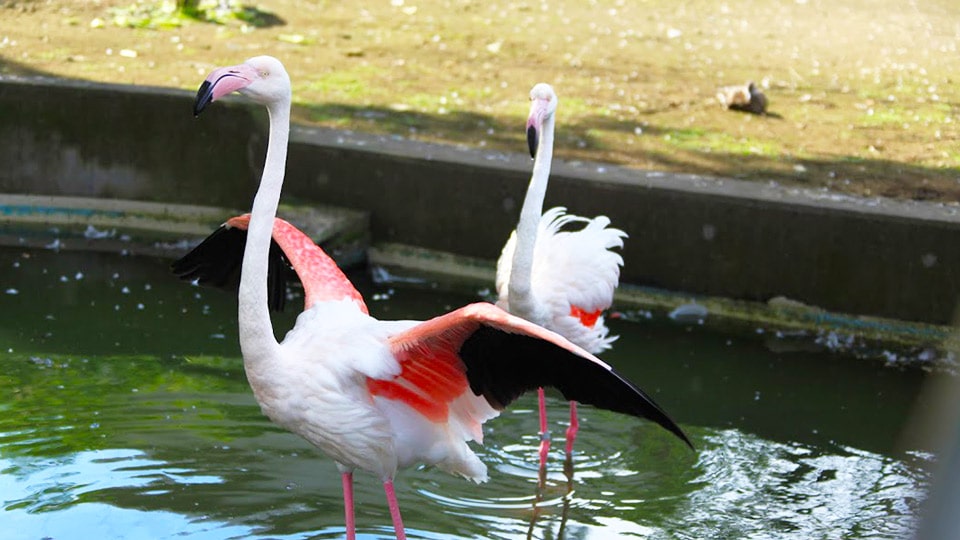 東京都立大島公園動物園のフラミンゴ