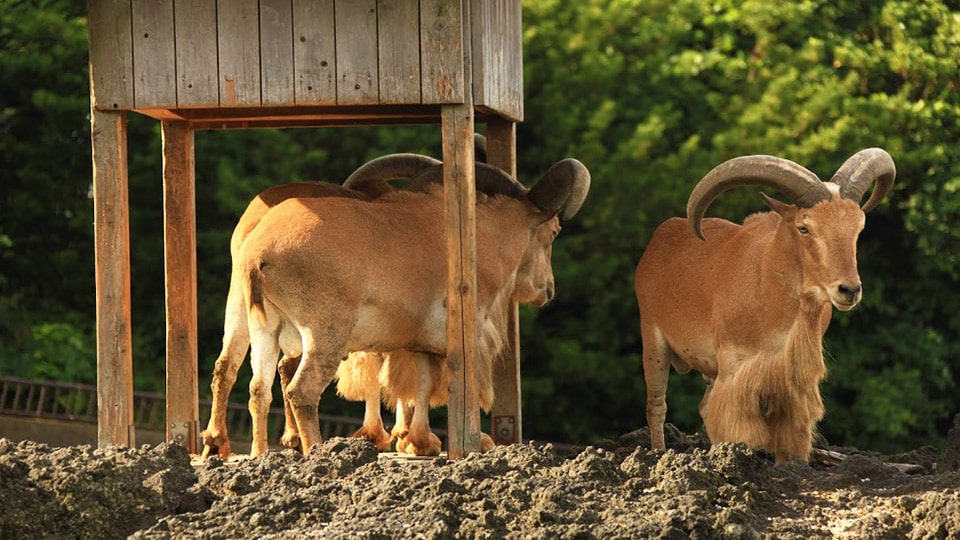 東京都立大島公園動物園