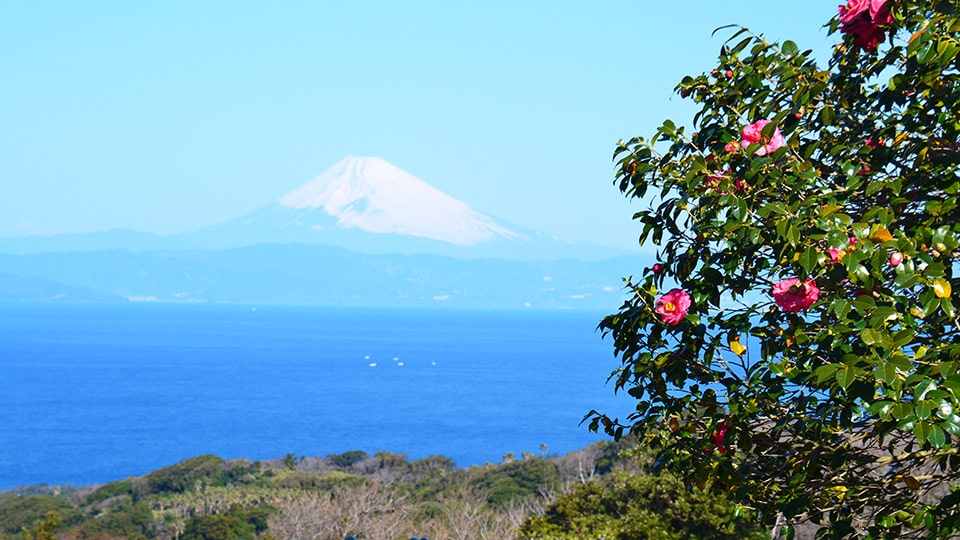 伊豆大島椿花ガーデン