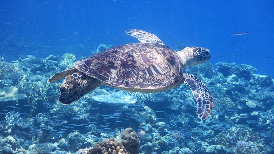 水中で泳ぐウミガメ
