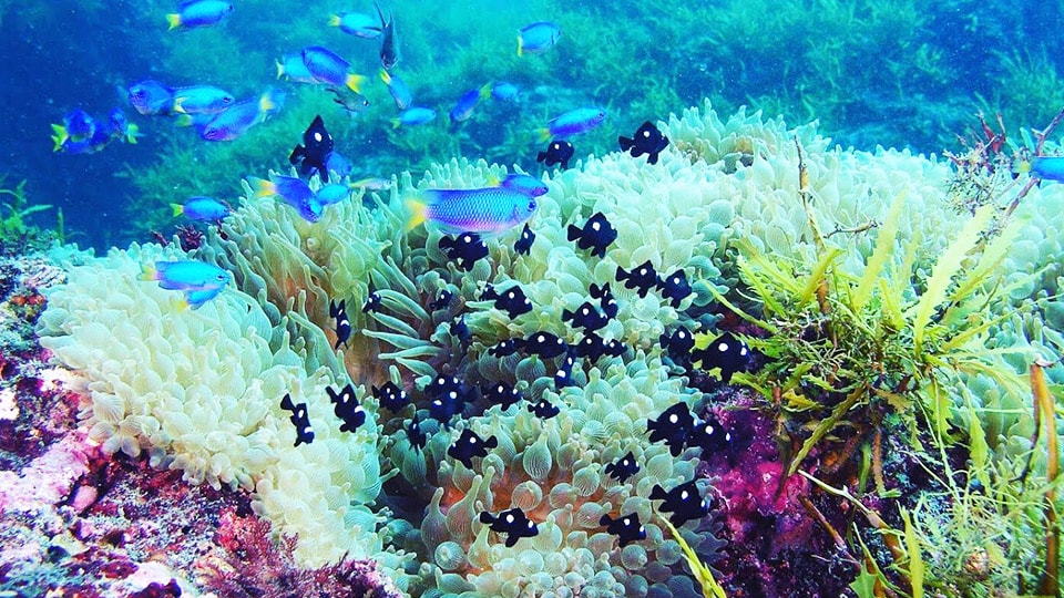 伊豆大島の海の中の様子