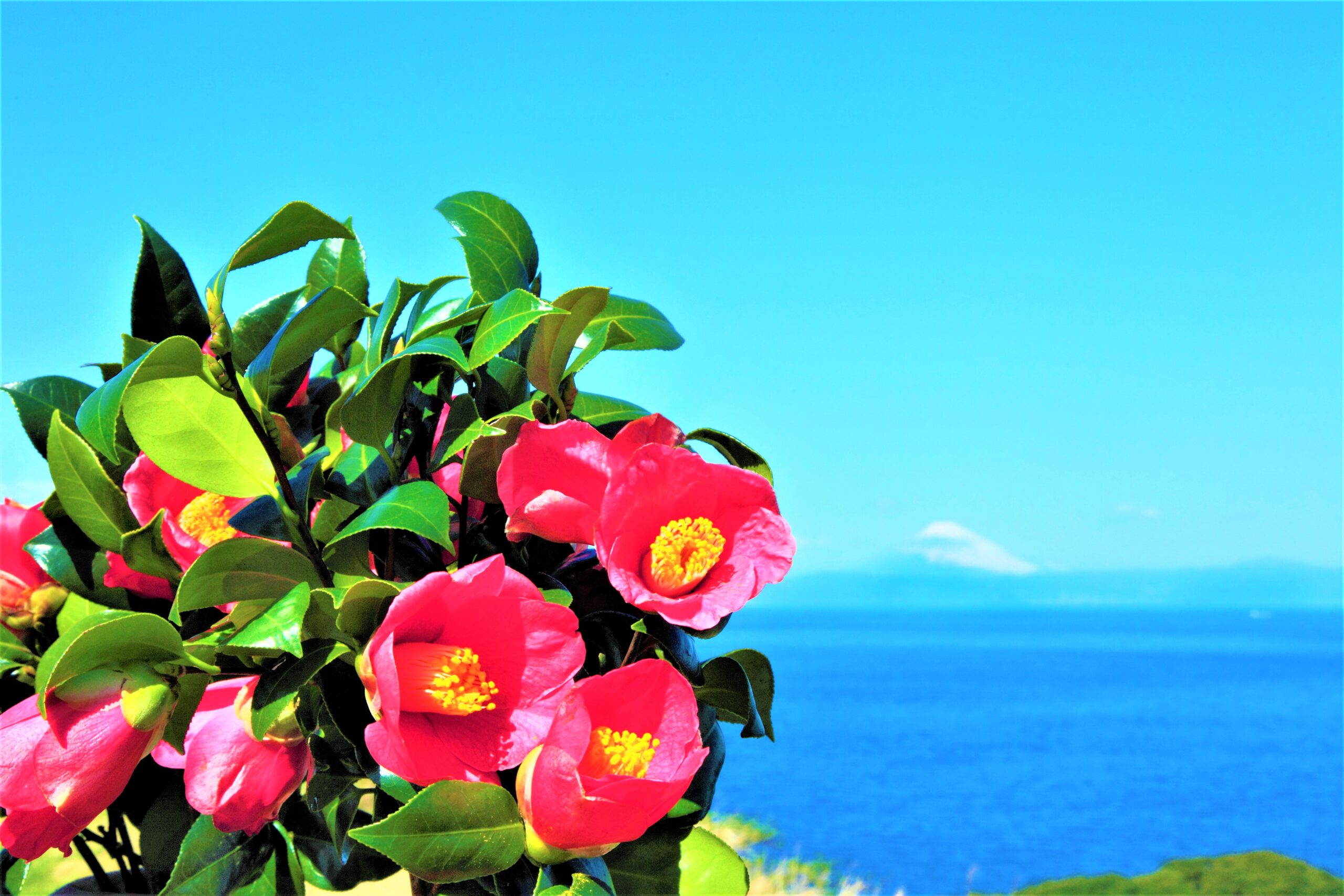 椿まつり　フォトコンクール