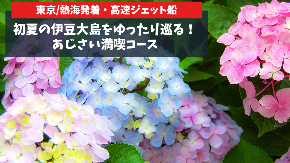 【伊豆大島】東海汽船主催　あじさい満喫コース　
