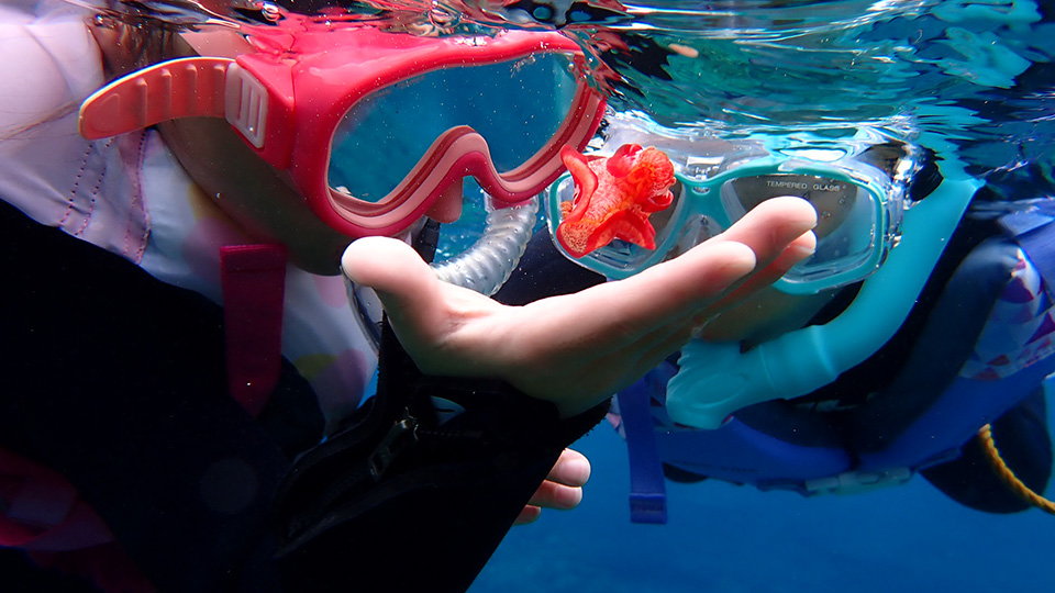 八丈島のスノーケリングオプションの画像