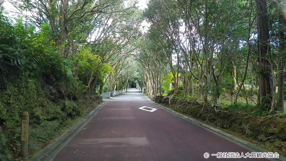 あたり一面に広がる美しい椿