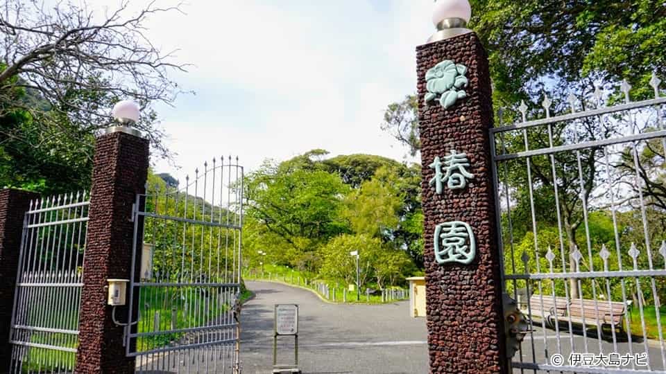 都立大島公園 椿園