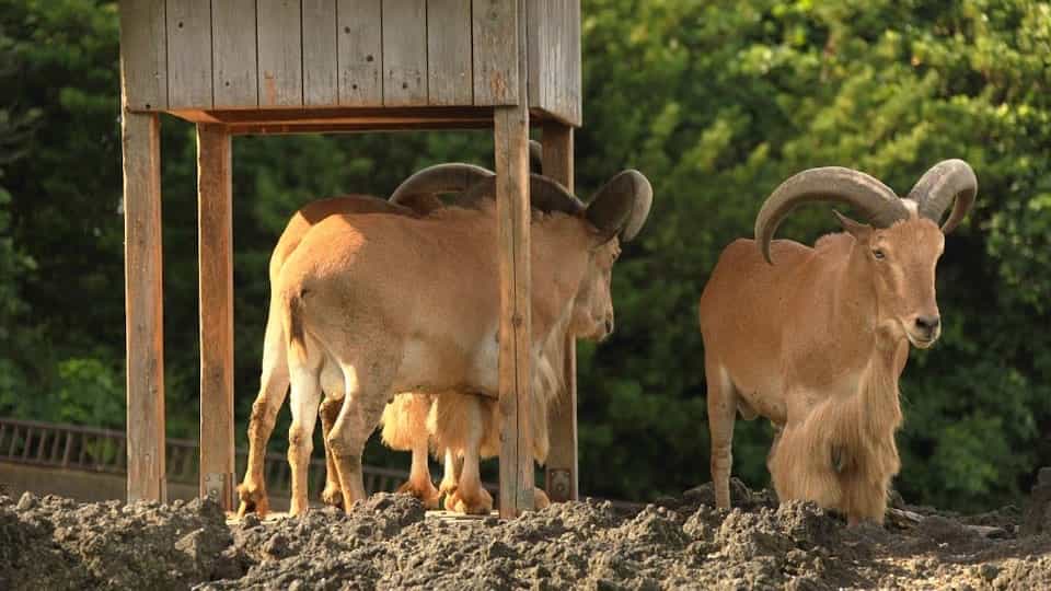 東京都立大島公園 動物園