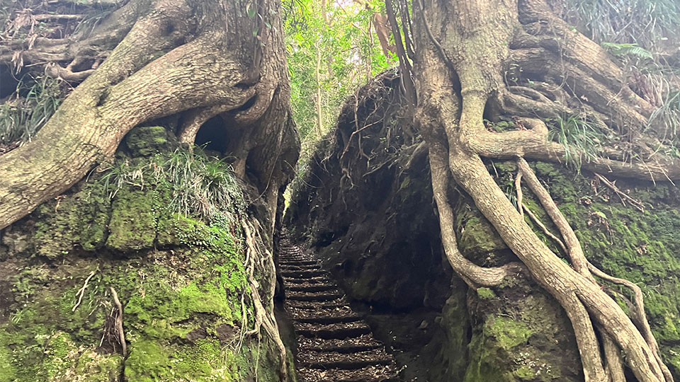 伊豆大島の島内観光オプションの画像