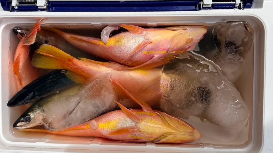 伊豆大島 船釣りオプションの画像