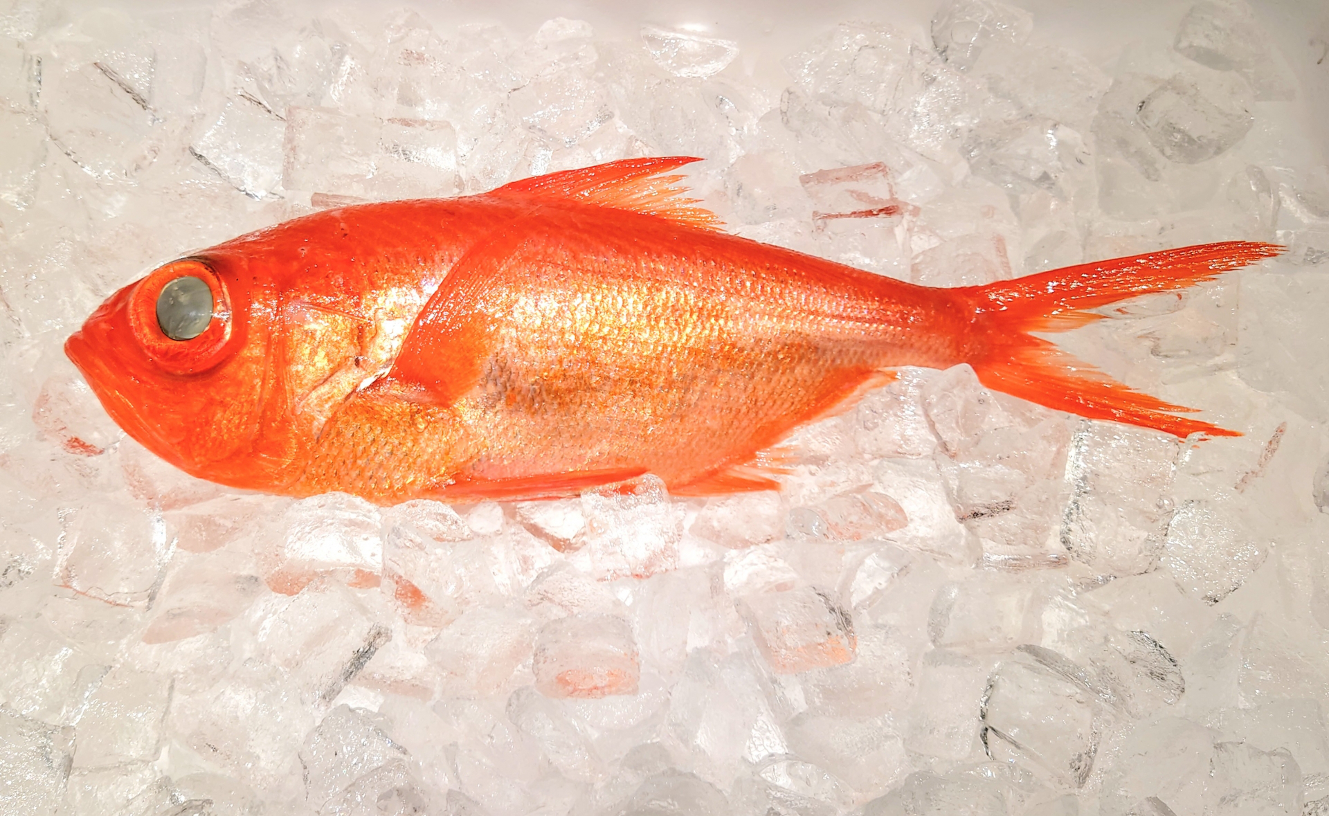 伊豆大島　釣り　金目鯛