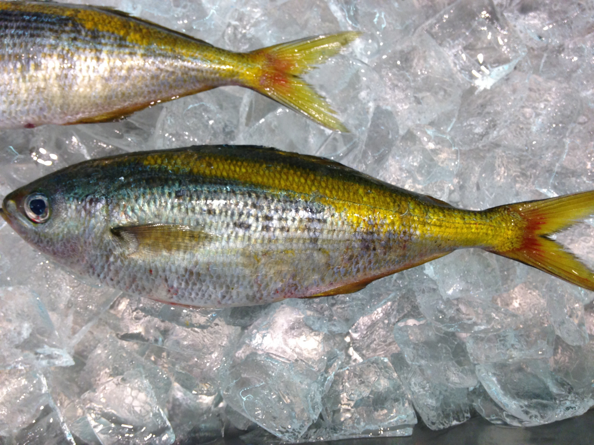 伊豆大島　釣り　タカベ