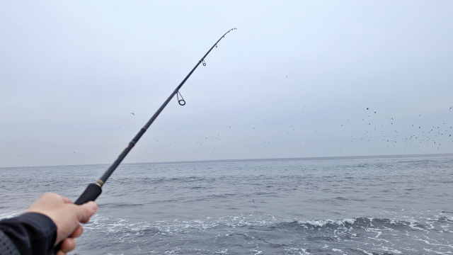 伊豆大島釣りスポット