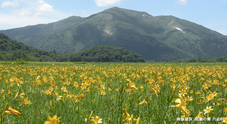 18 ニッコウキスゲの開花情報 7 5追記 尾瀬ハイキング トレッキングツアー 21 バス 新幹線で行く トラベルロード