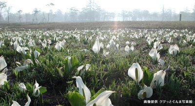 ミズバショウ（水芭蕉）